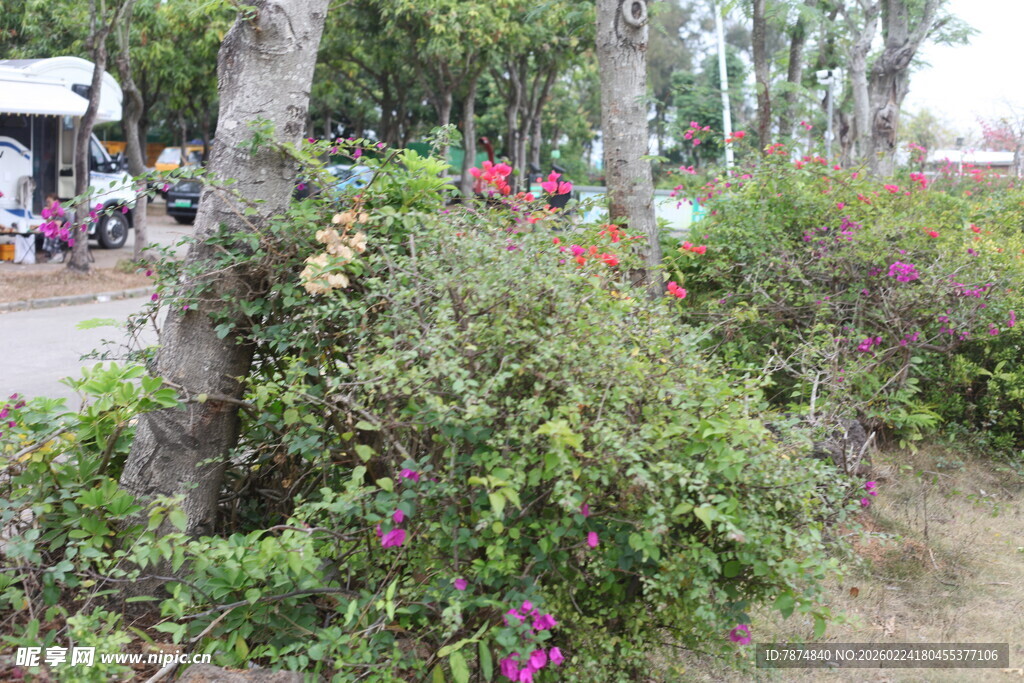路边多彩花卉与树木景观