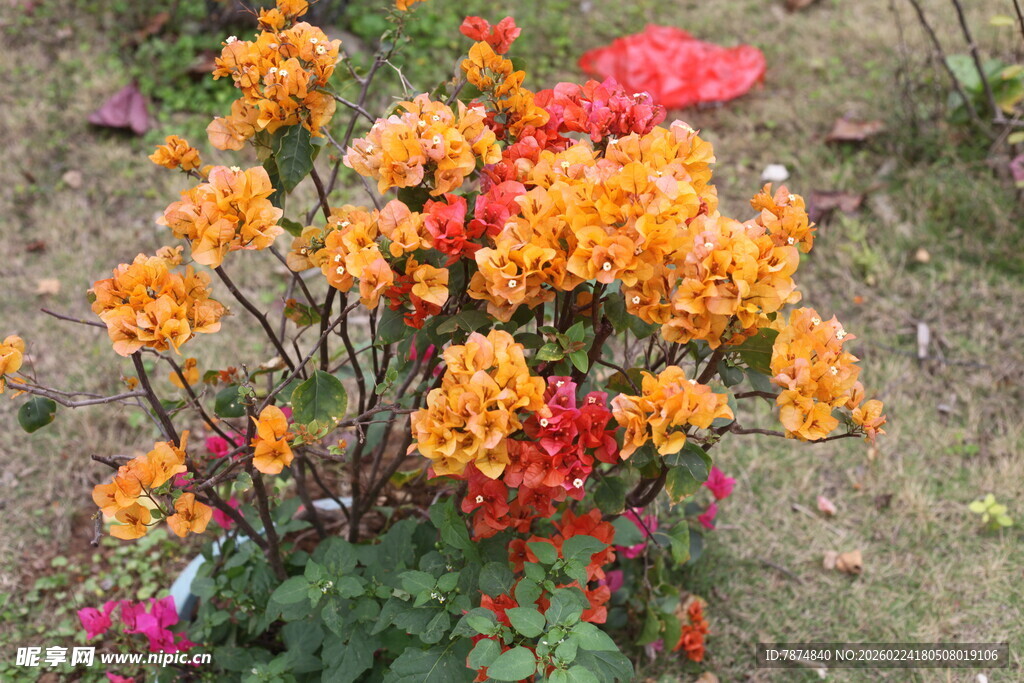 艳丽多彩的户外花卉绽放