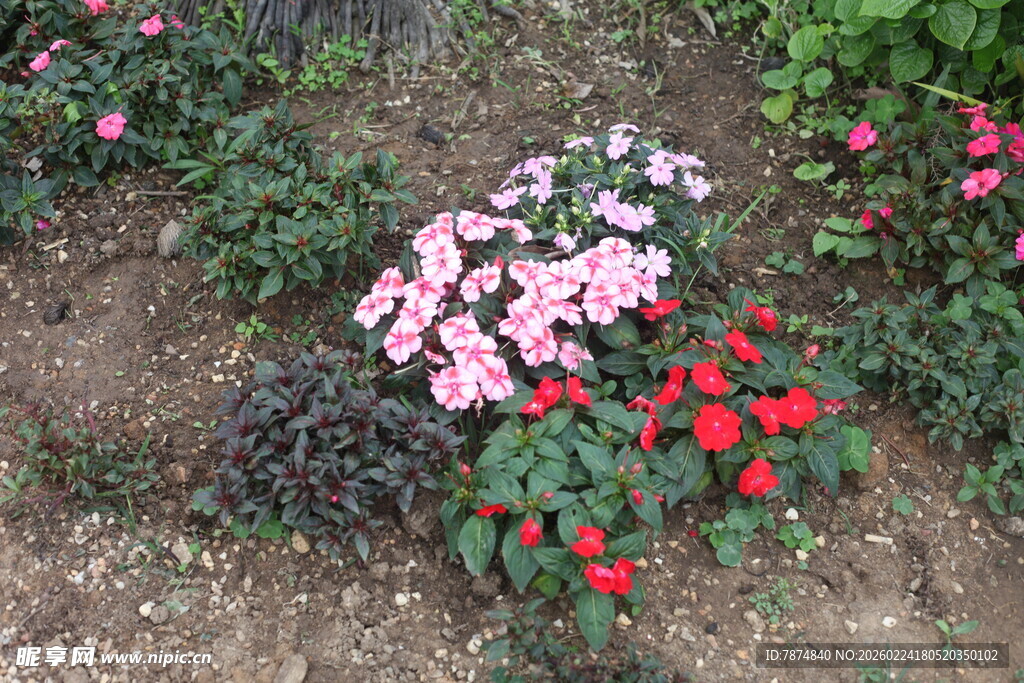 多彩花卉绽放于花园