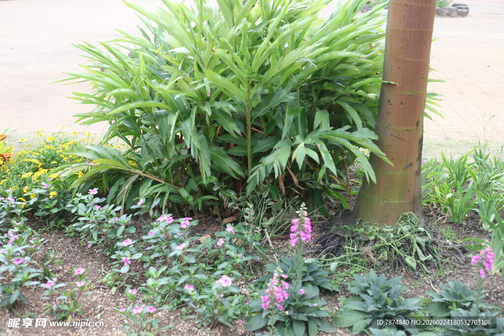 花园角落的多彩植物景观