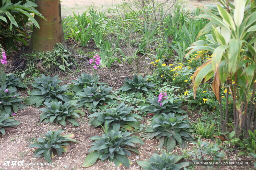林下花草植物景观