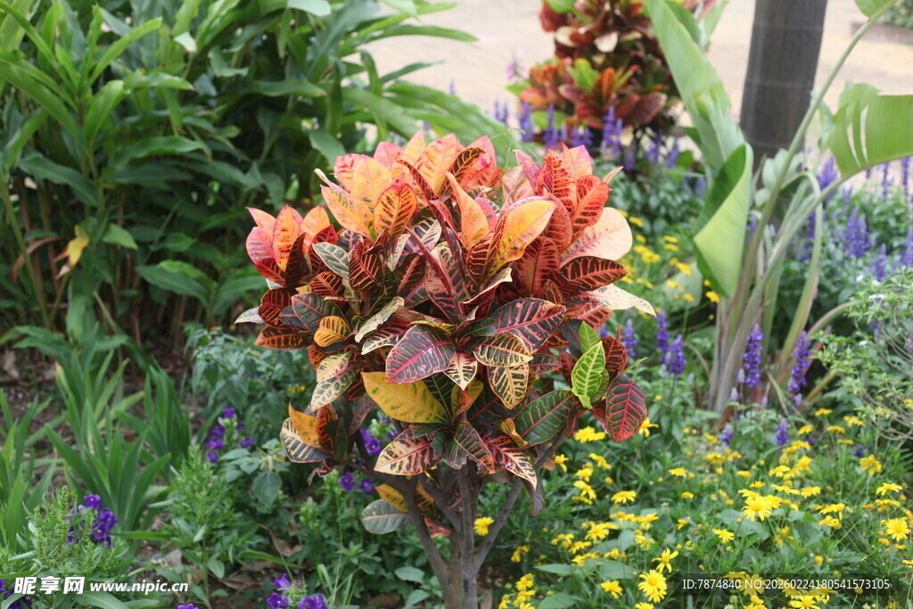 多彩花卉绽放于花园