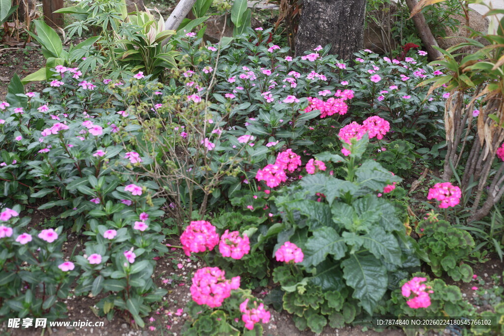 花园中绽放的多彩花卉