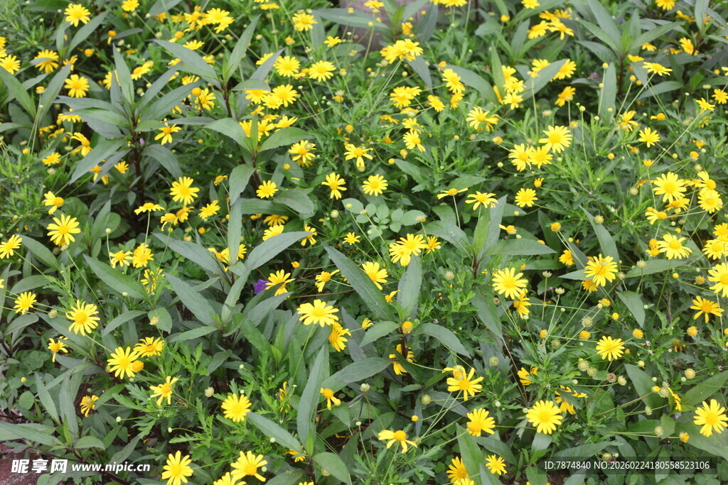 金黄小花簇拥的生机景象