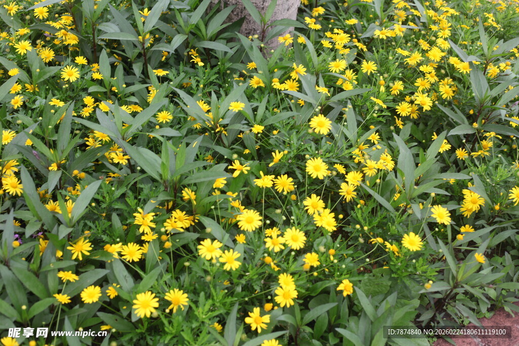 金黄小花簇拥的美丽景致