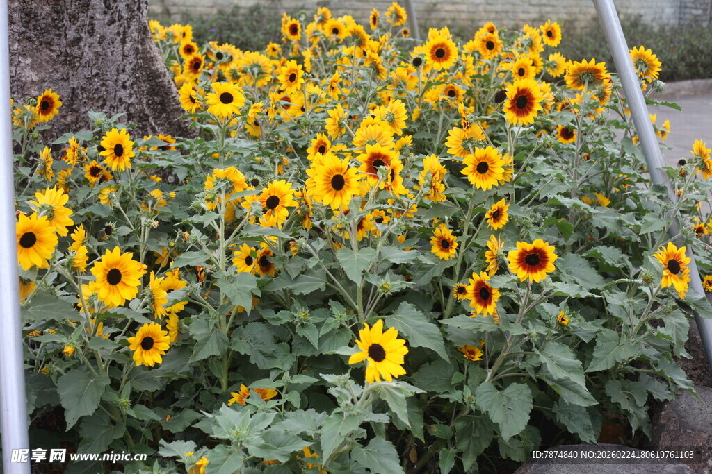 绽放的向日葵花丛