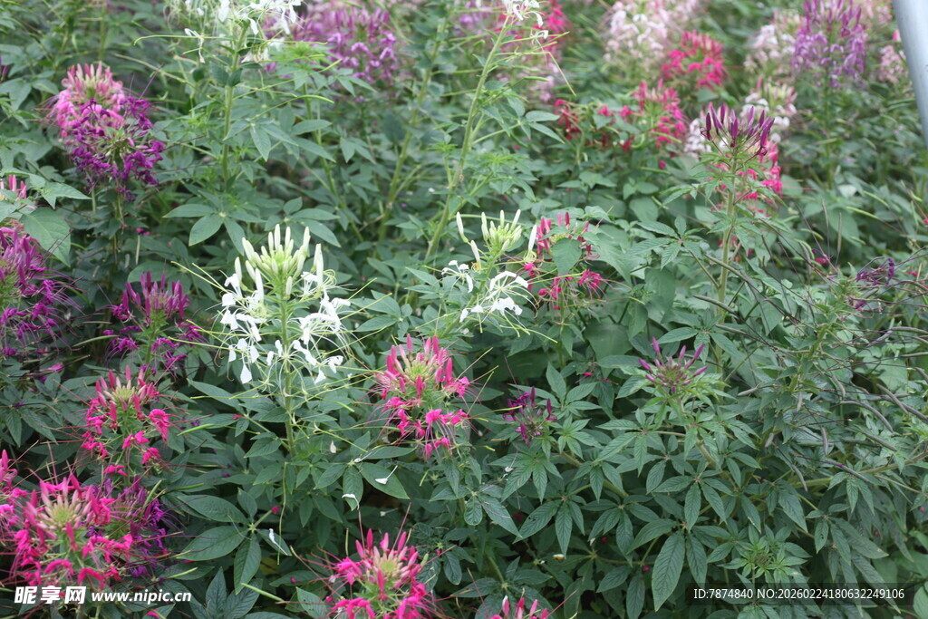 多彩柳兰花丛绽放