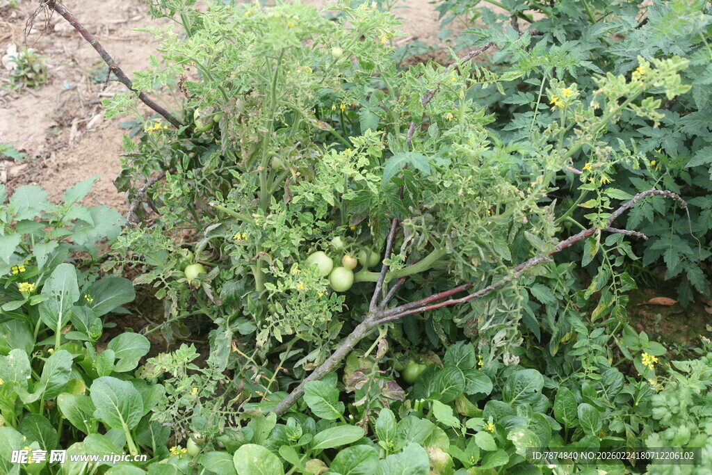 野外繁茂植物景象