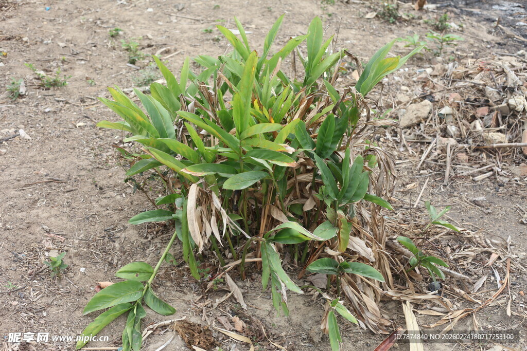 野外生长的嫩绿植物