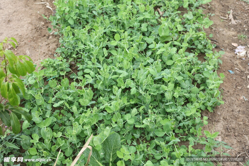 嫩绿繁茂的地面绿植