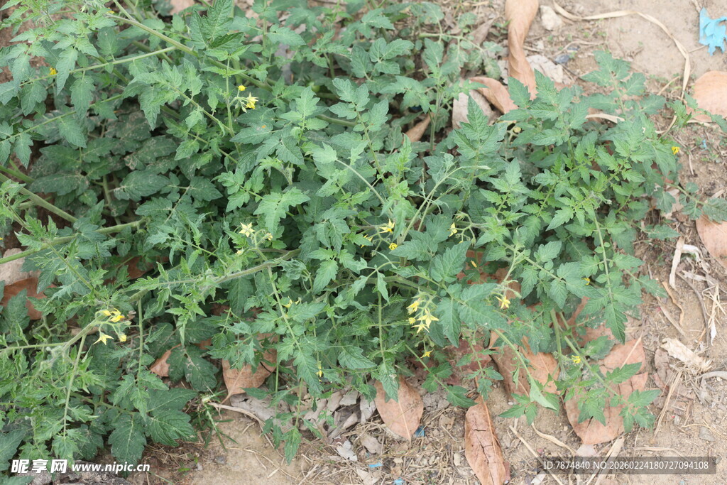 田间生长的绿色植物