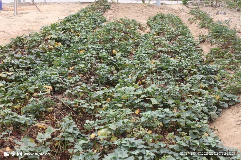 农田中的茂盛绿色植物