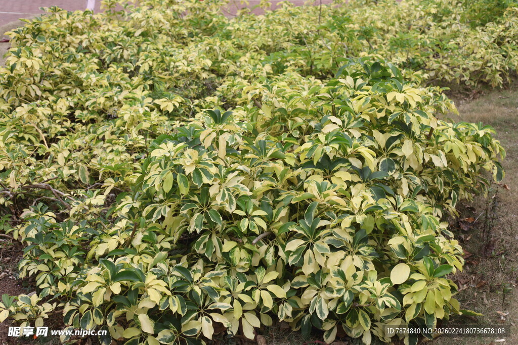 黄绿相间植物景观