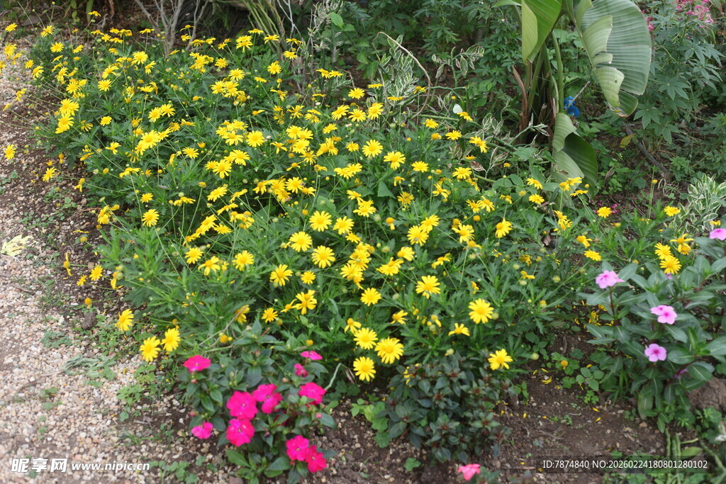 多彩花卉装点自然小景