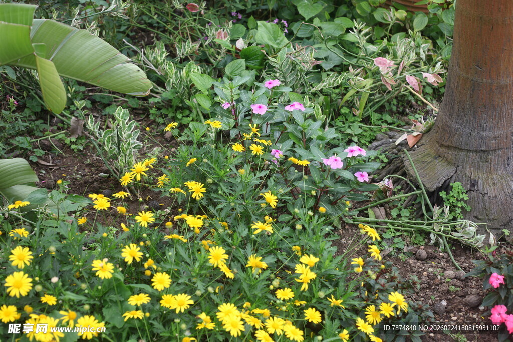 花园中多彩绽放的花卉