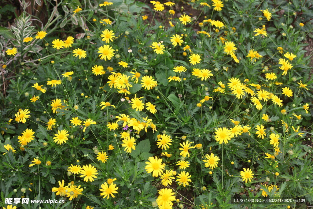 一片灿烂绽放的黄色小花