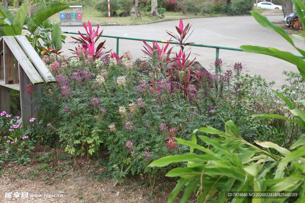 花园中的多彩植物景观