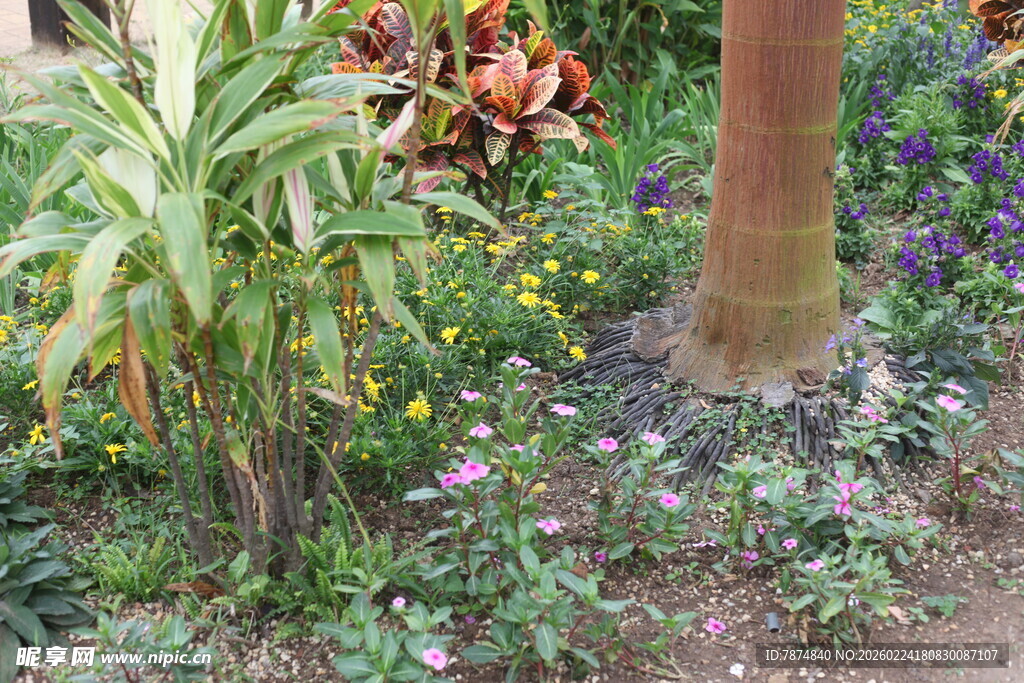 花园中的多彩植物景观