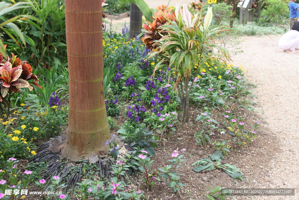 花园小径旁的多彩植物