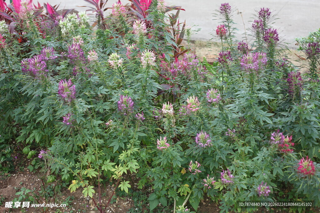 多彩花卉绽放生机