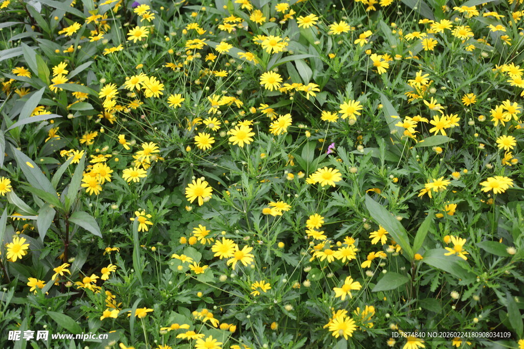 金黄小花绽放绿意间