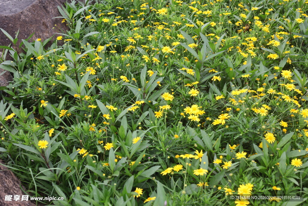 金黄小花绽放绿意间