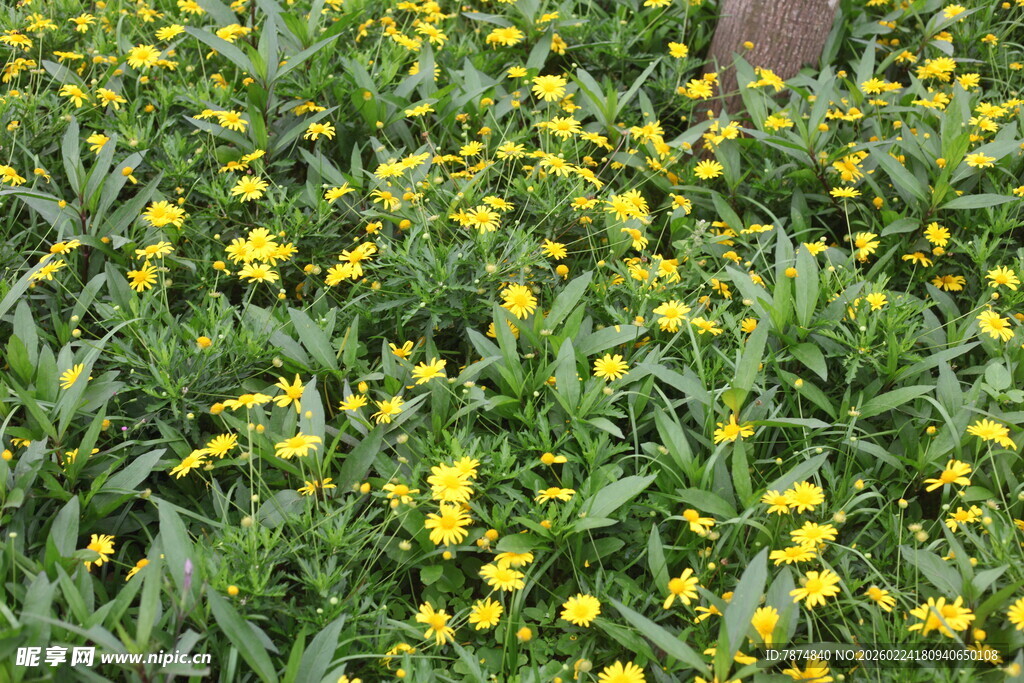 金黄小花绽放于绿叶间