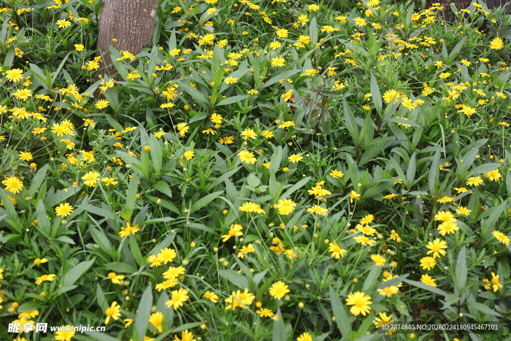 金黄小花绽放绿意间
