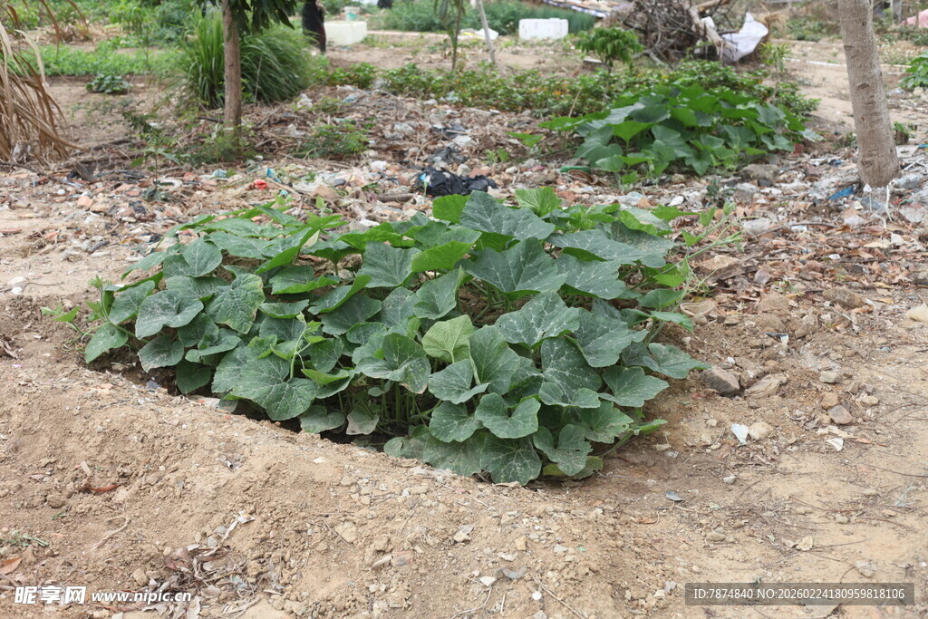 田地里茂盛的绿色瓜类植株