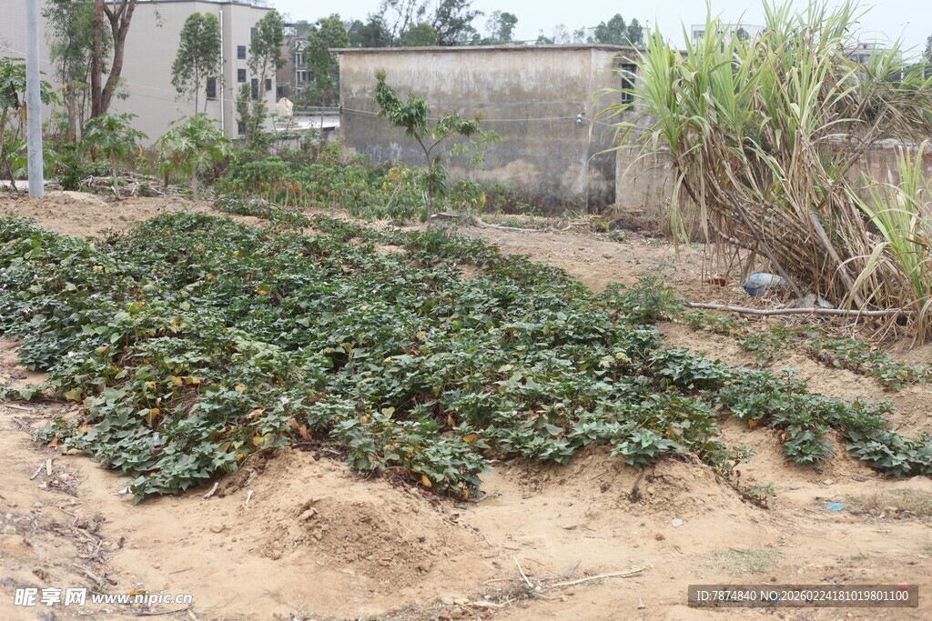 农田中的绿色作物景观
