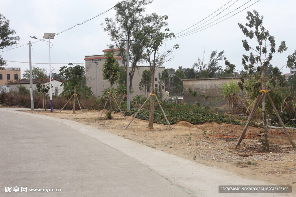 乡村路旁绿树初植景象