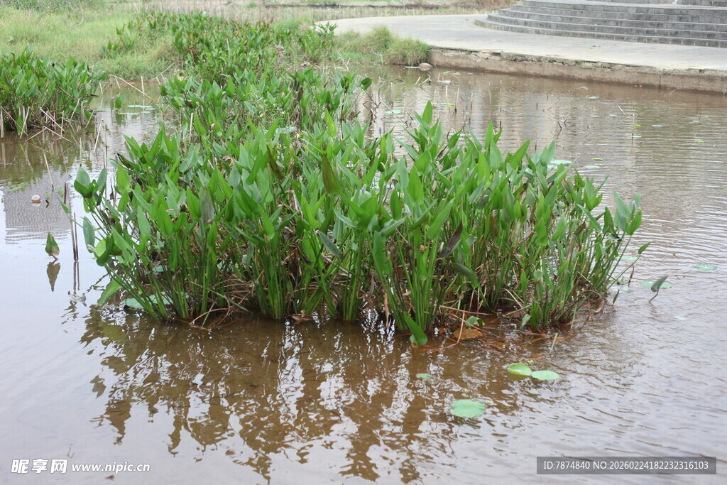 水中繁茂的绿色水生植物
