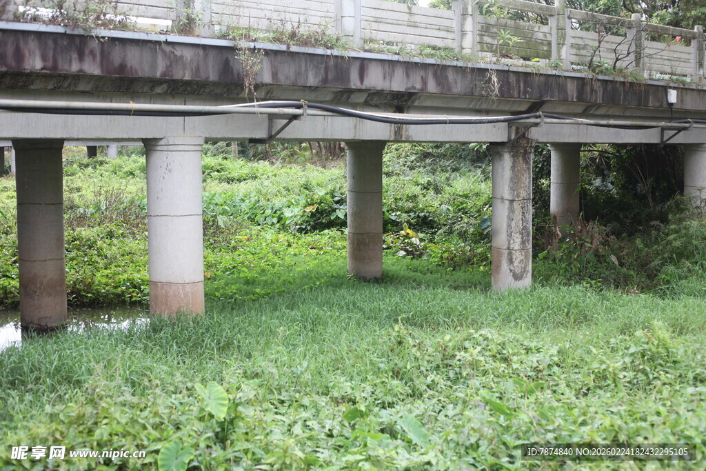 桥下繁茂绿植景象