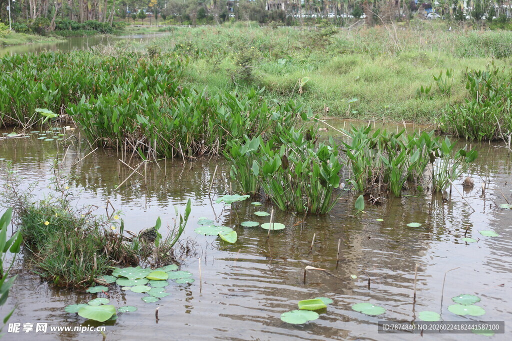 湿地中的水生植物景观