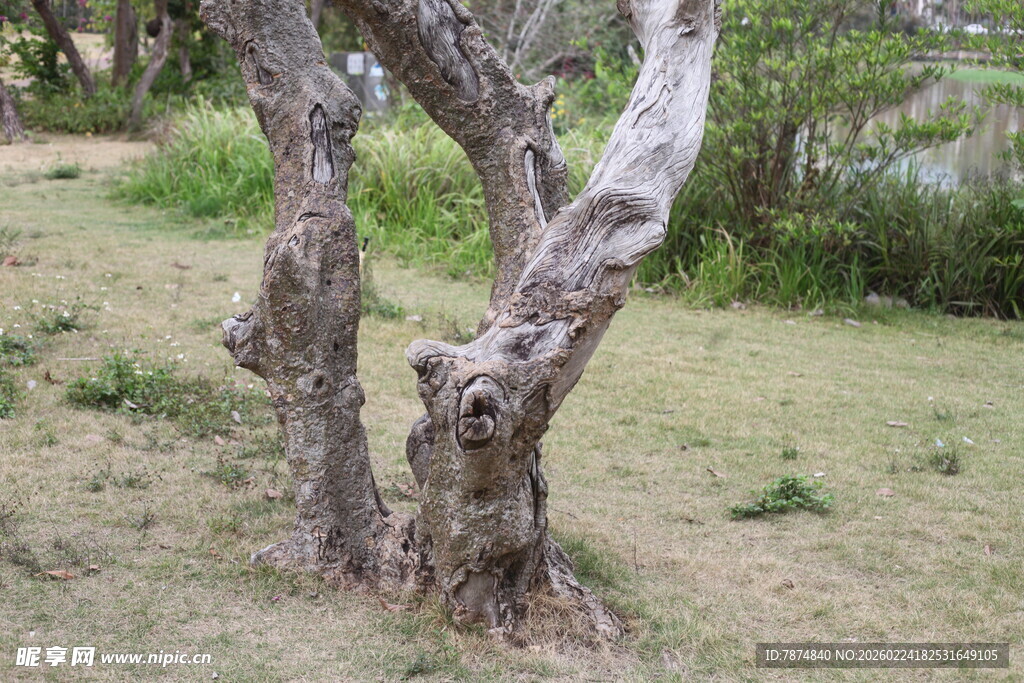 扭曲树干的自然景象