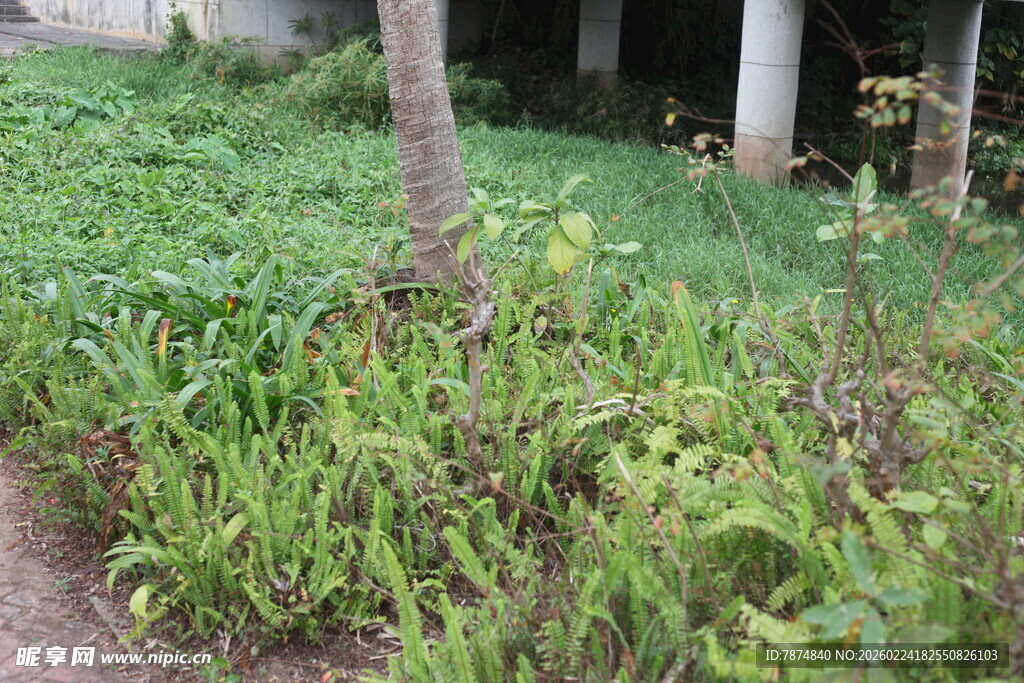 庭院绿荫下的繁茂绿植