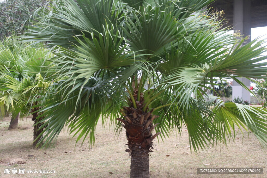 户外挺立的棕榈树