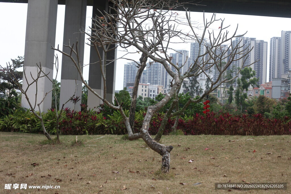 城市中弯曲枝干的孤树