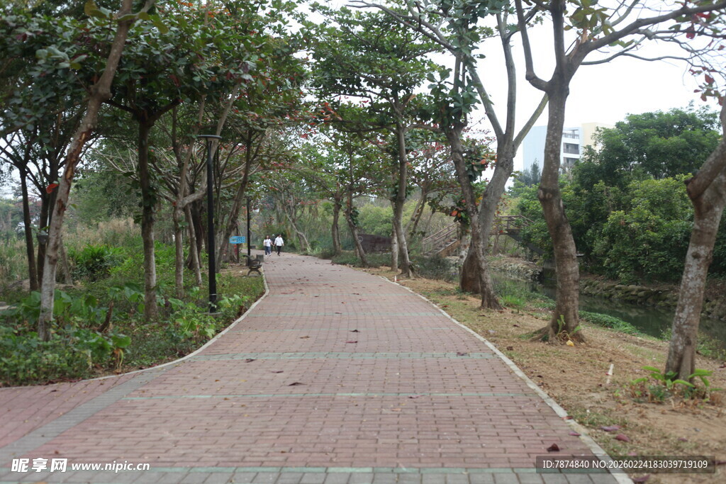 林间砖铺小径 绿意盎然