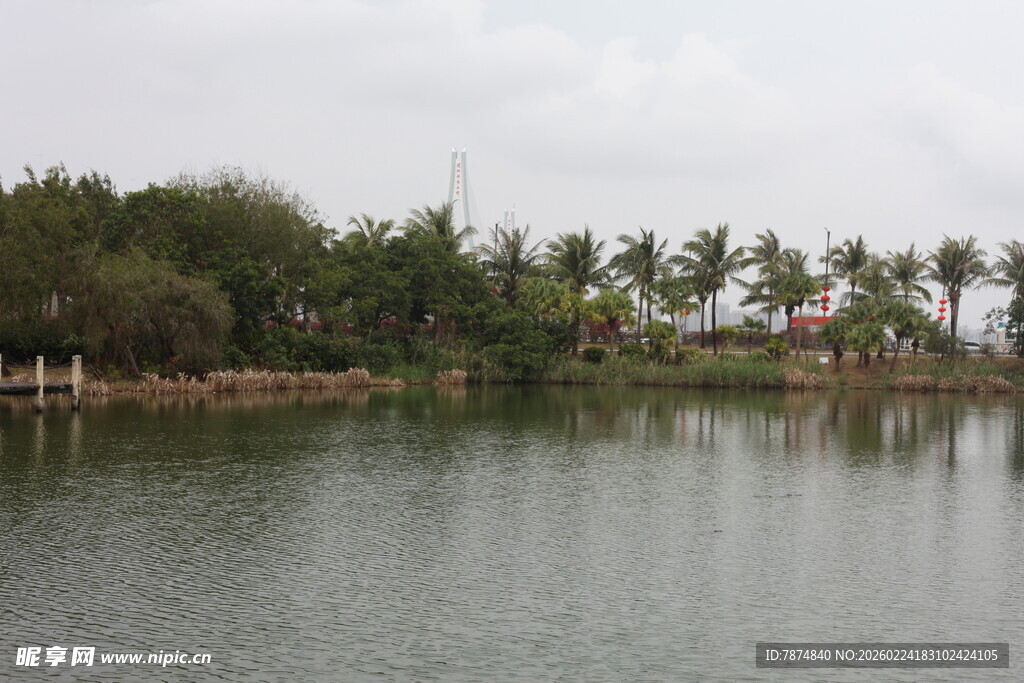 湖畔椰林风光