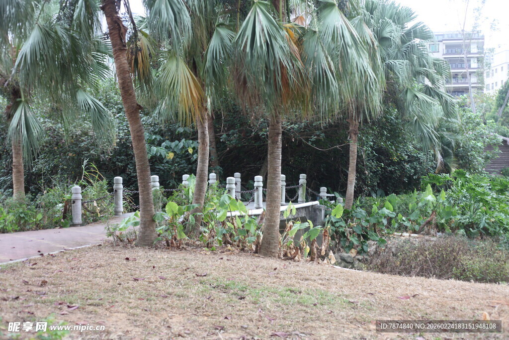 热带风光中的棕榈树与绿植