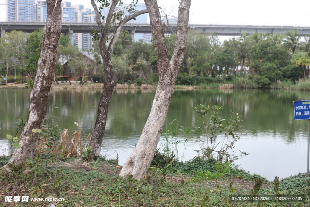 湖畔树木与远处桥梁景观