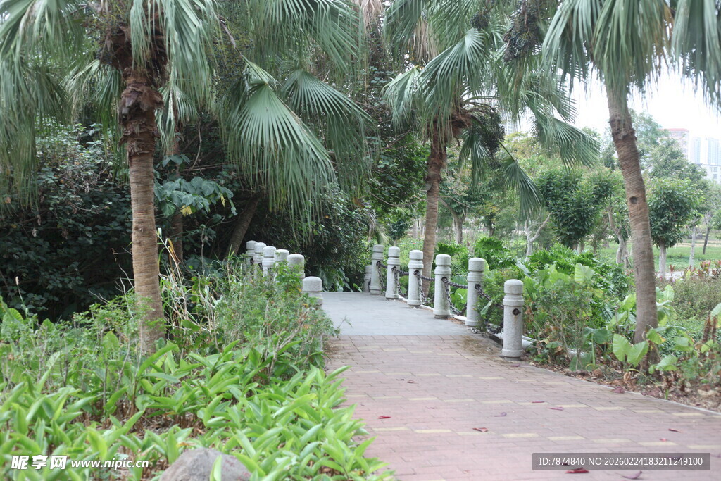 林间棕榈小道 绿意盎然