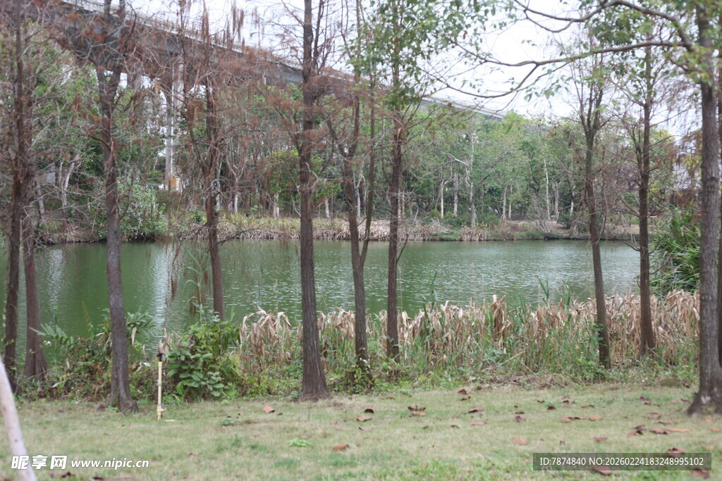 湖畔树林风景