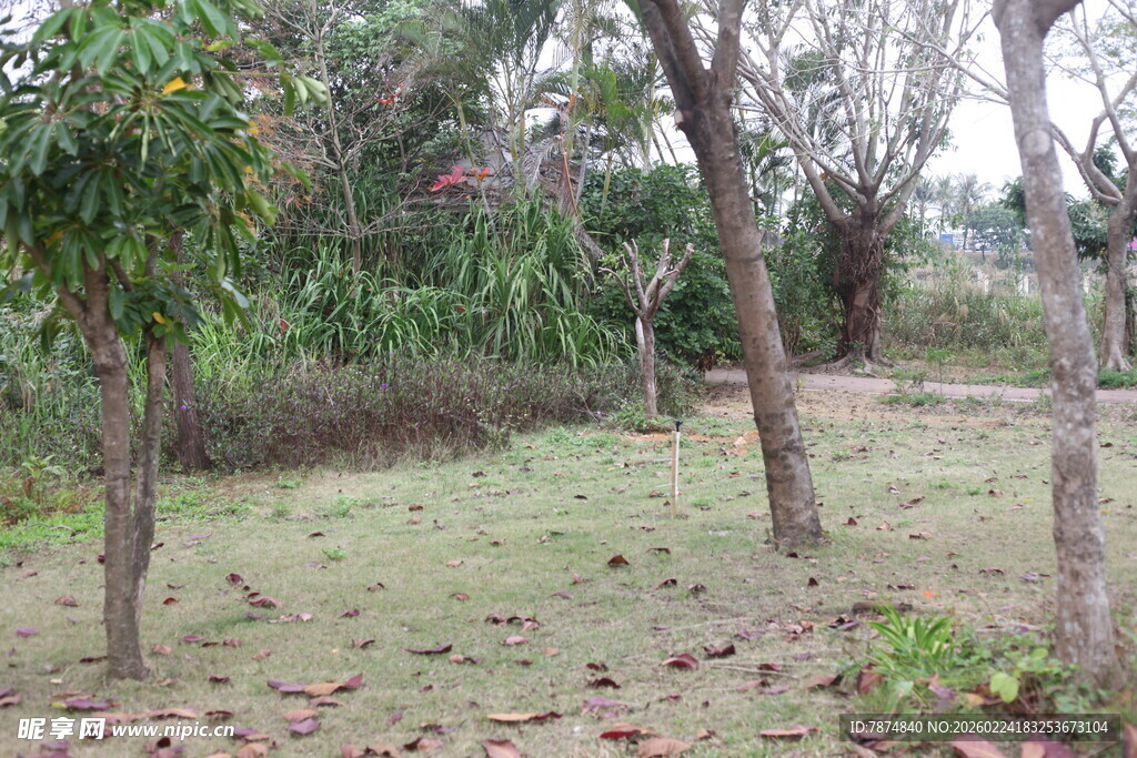林间草地自然风景图