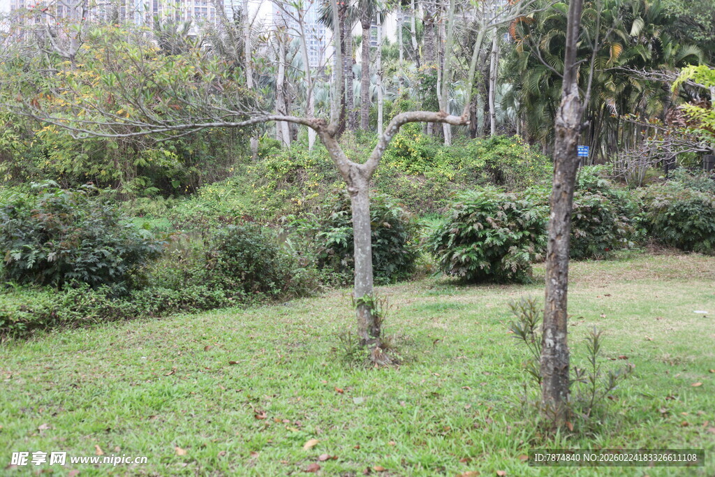 户外绿意盎然的草地树林