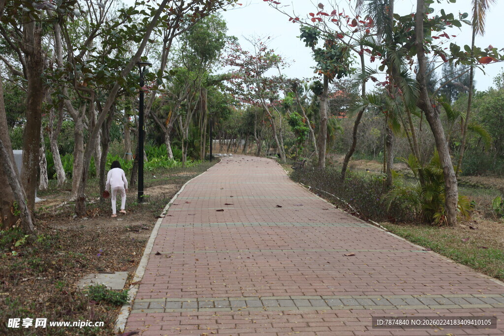 林间砖铺小径 一人漫步