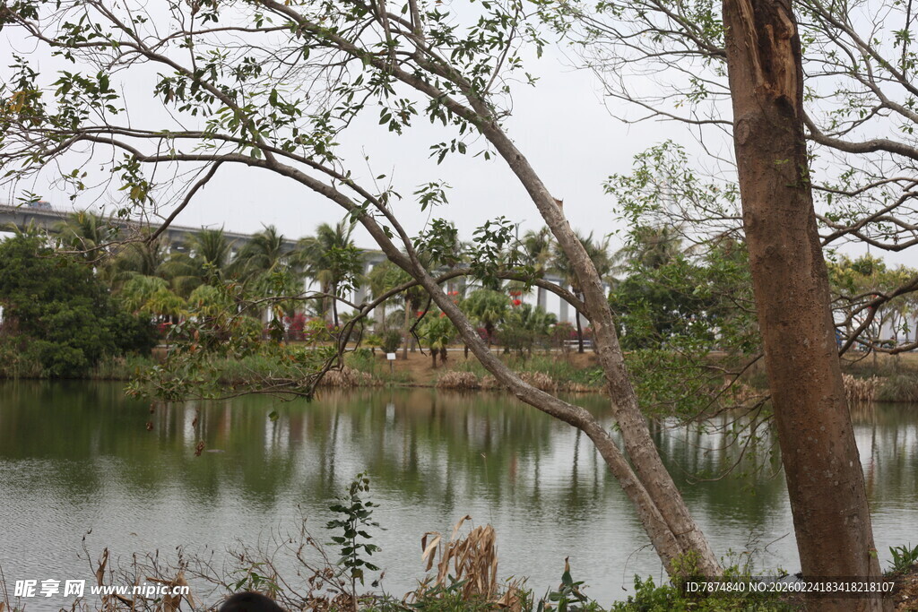 湖畔树木景观