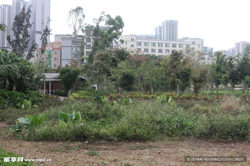 城市中的绿植景观区域