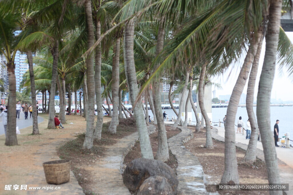 海滨椰林沙滩休闲场景
